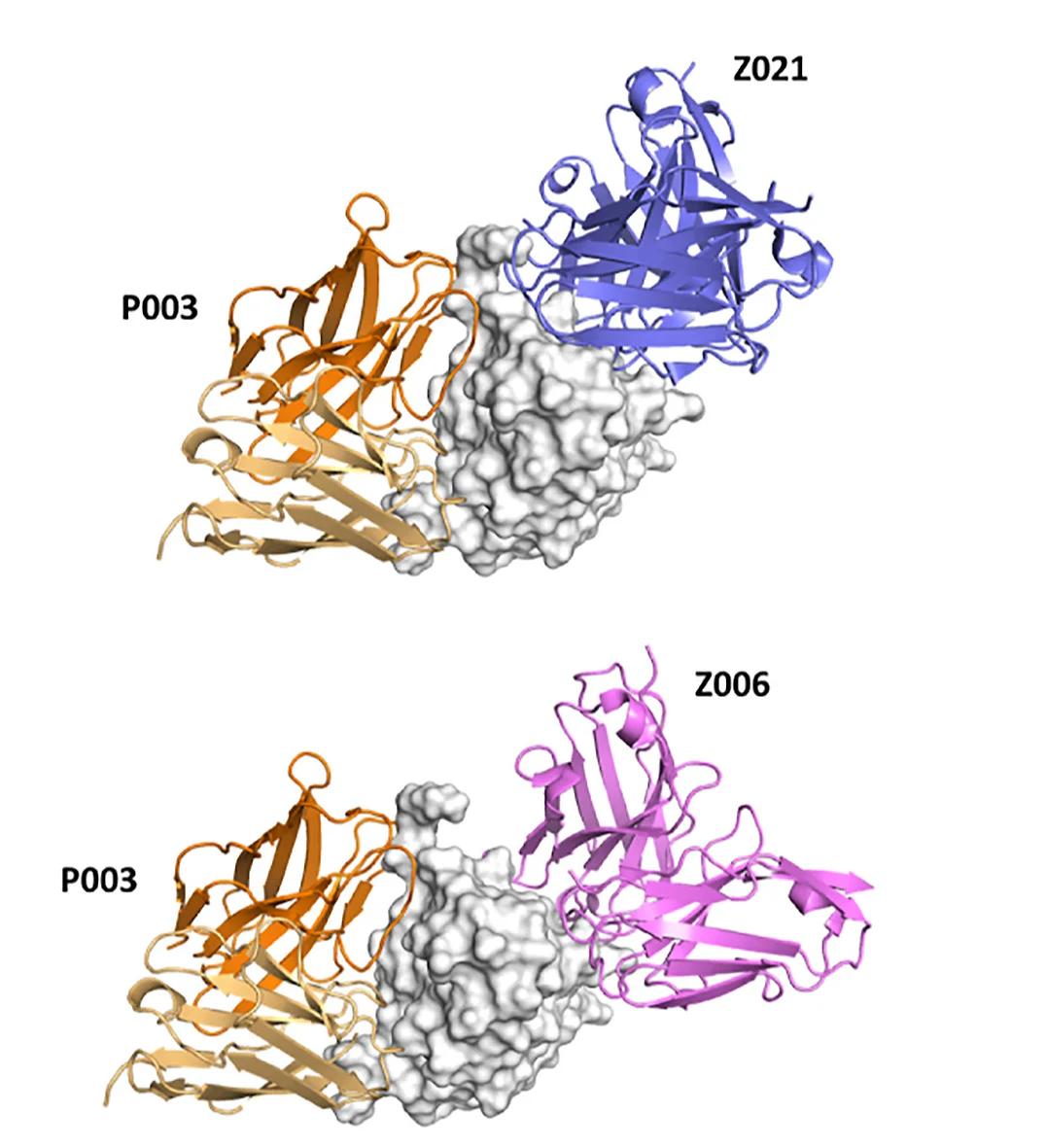 Open access visualization of Protein Structure, 3D Plot, P003, EDIII Region, Z021