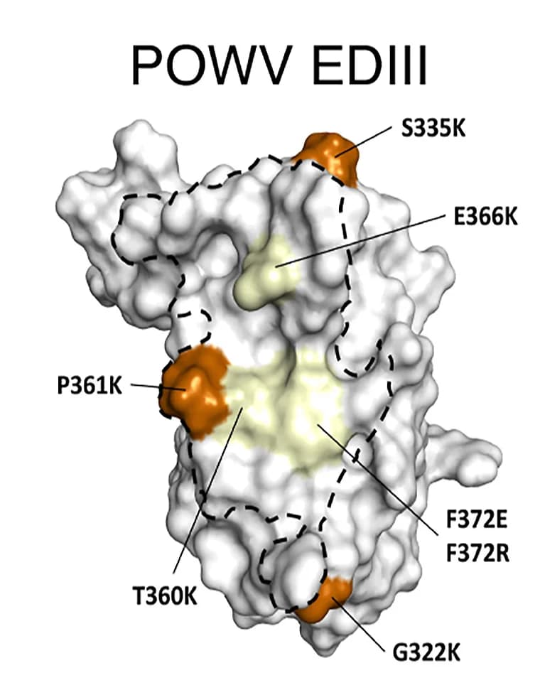 Open access visualization of Protein Structure, POWV EDIII, Wild-Type Proteins, Mutant Proteins, T036
