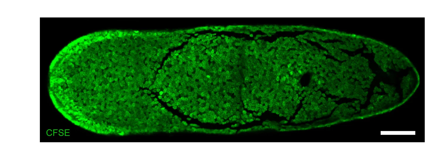 Open access visualization of Microscopy, CFSE, Ventral Epidermis