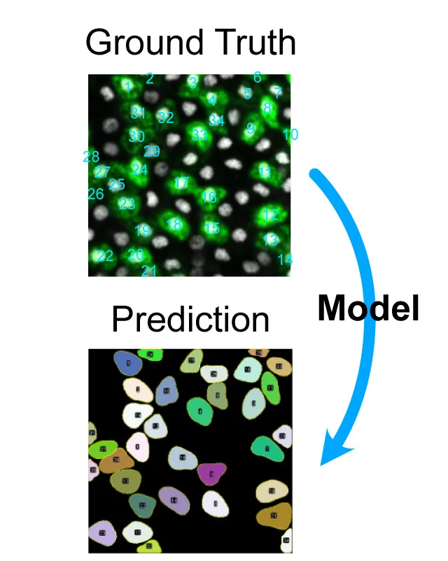 Open access visualization of Microscopy, Segmentation Model, CFSE, Cell Segmentation