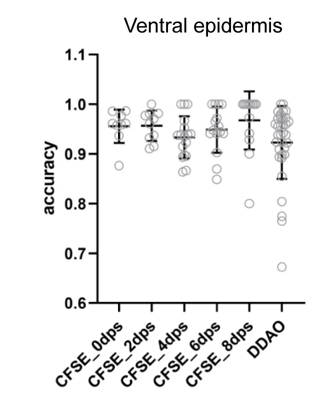 Open access visualization of Scatter Plot, Error Bars, Segmentation Model, Accuracy Assessment, Ventral Epidermis
