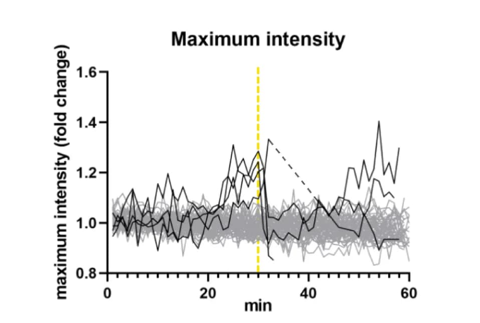 Open access visualization of Line Plot, Pixel Intensity, Ventral Epidermal Nuclei, Internalizing Epidermal Nuclei, Residing Epidermal Nuclei