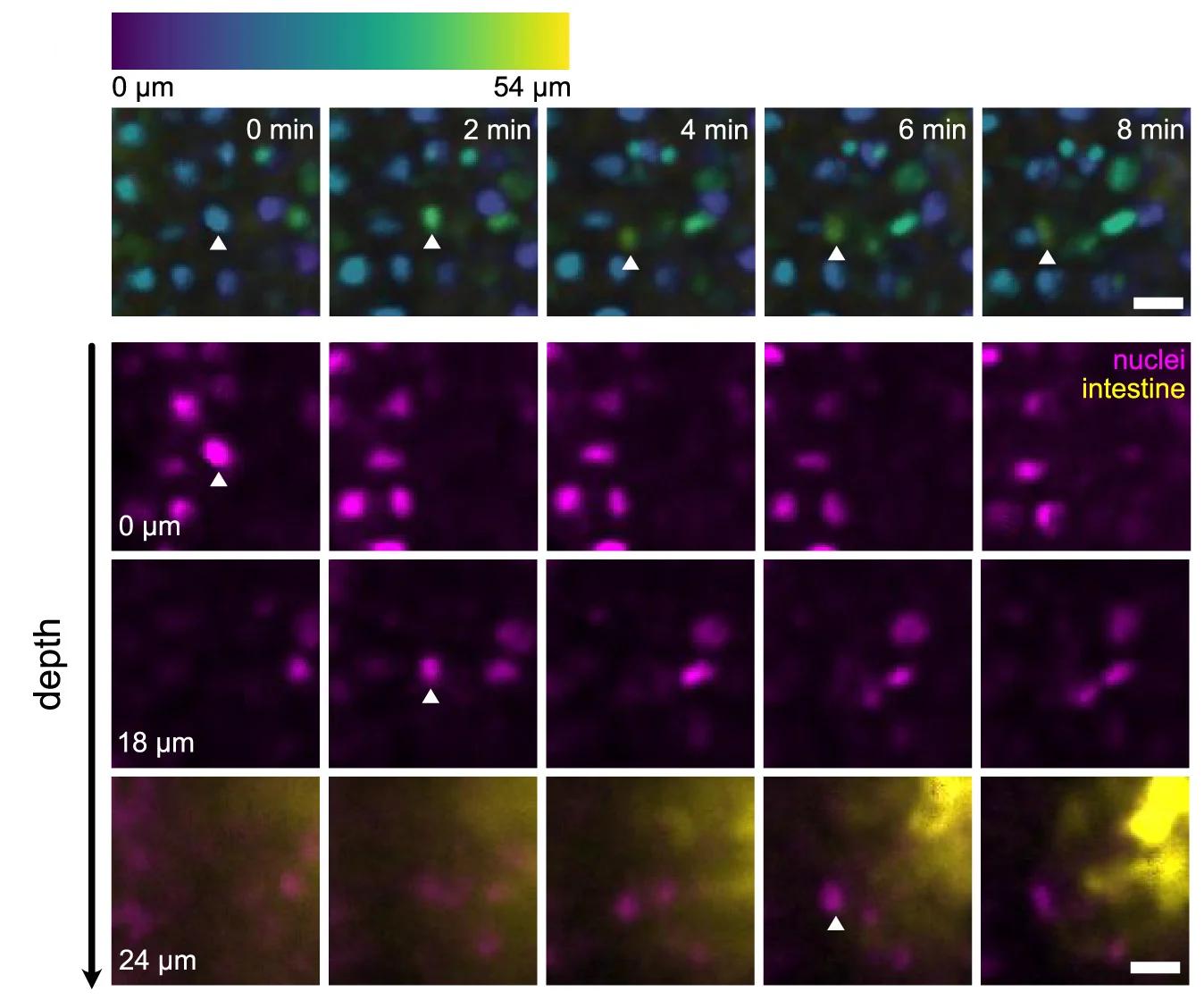 Open access visualization of Microscopy, Time-Lapse Imaging, Epidermal Cells, Intestinal Cells, Cell Tracking