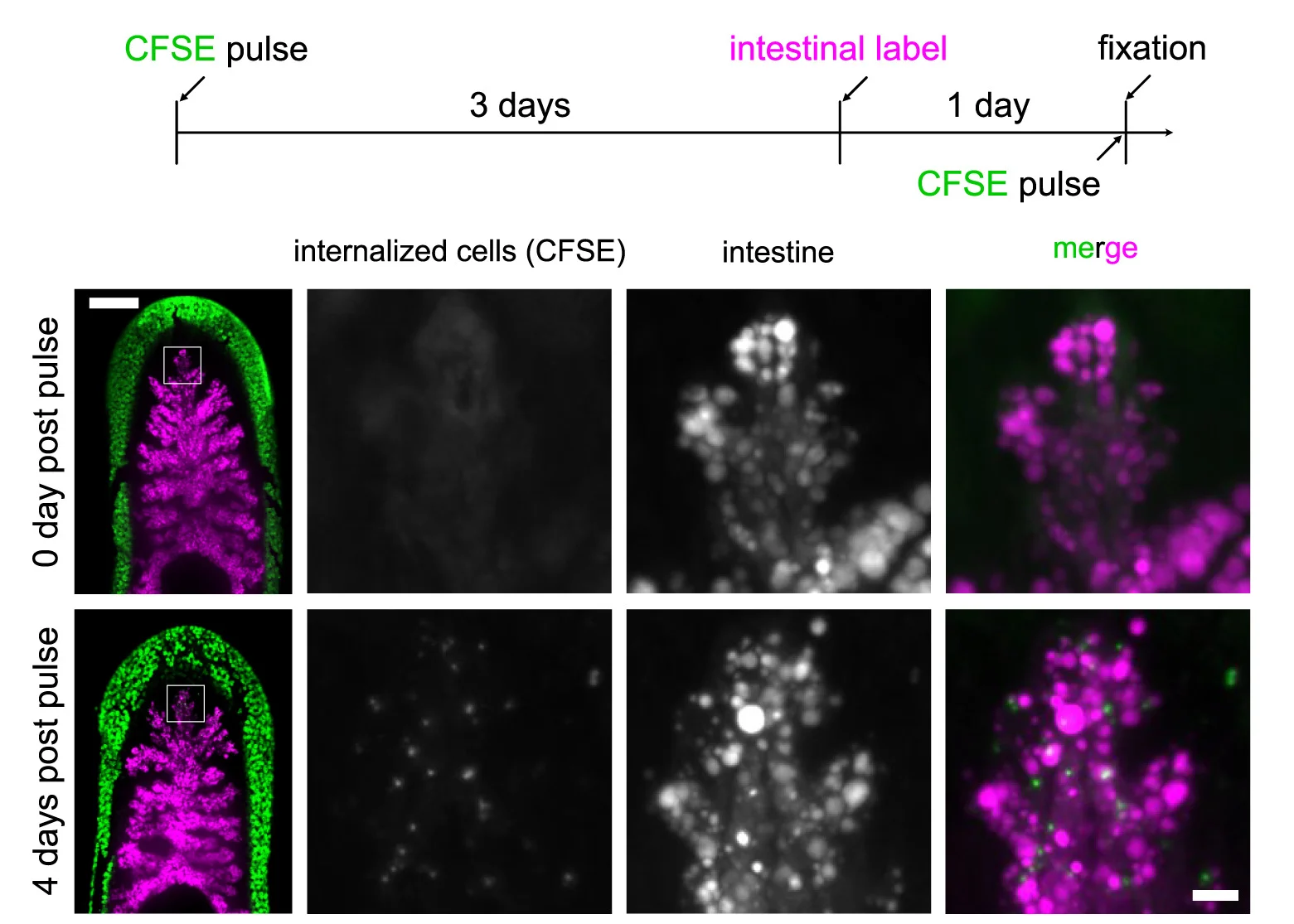 Open access visualization of Microscopy, Photo, Workflow, CFSE, Intestine
