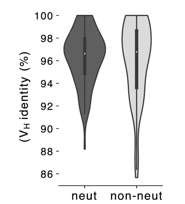 Open access visualization of Violin Plot, Heavy-Chain Variable, Germline Gene Identity, Somatic Mutation