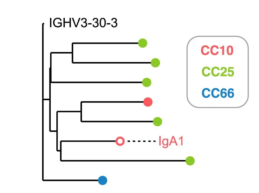 Open access visualization of Network, Pathway, Phylogenetic Representation, SARS-CoV-2, Clonotype