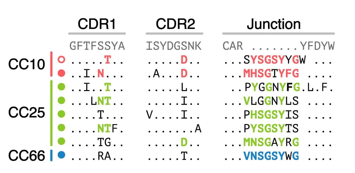 Open access visualization of Sequence Alignment, Complementarity-Determining Region, CDR Alignments, Clonotype, Mutations