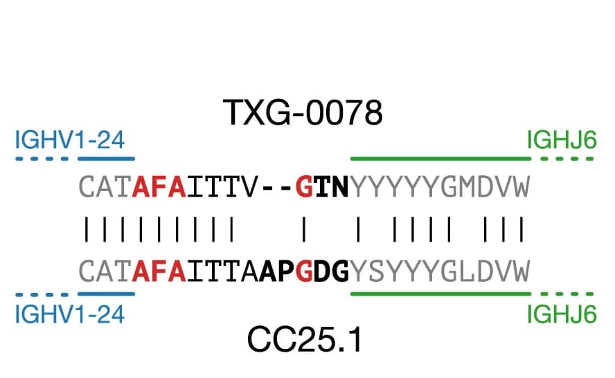 Open access visualization of Illustration, Junction Alignments, Clonotype, Untemplated Positions, N-Additions