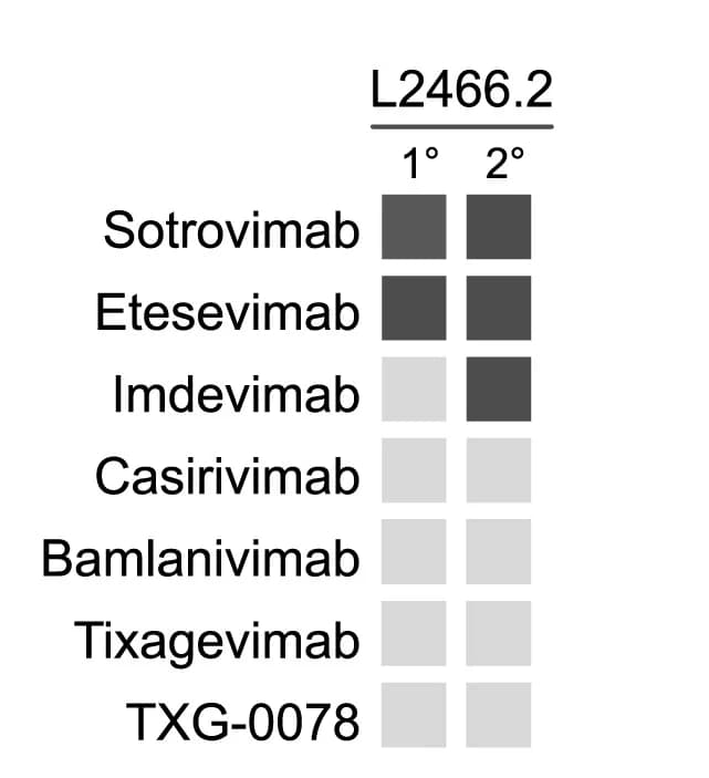 Open access visualization of Heatmap, Epitope Binning, Monoclonal Antibody, RBD-Specific Monoclonal Antibody, Competitor Monoclonal Antibody