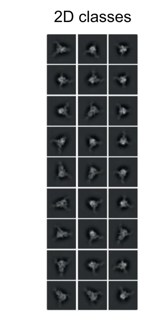 Open access visualization of Microscopy, Cryo-EM, TXG-0078 Fab, SARS-CoV-2 Spike