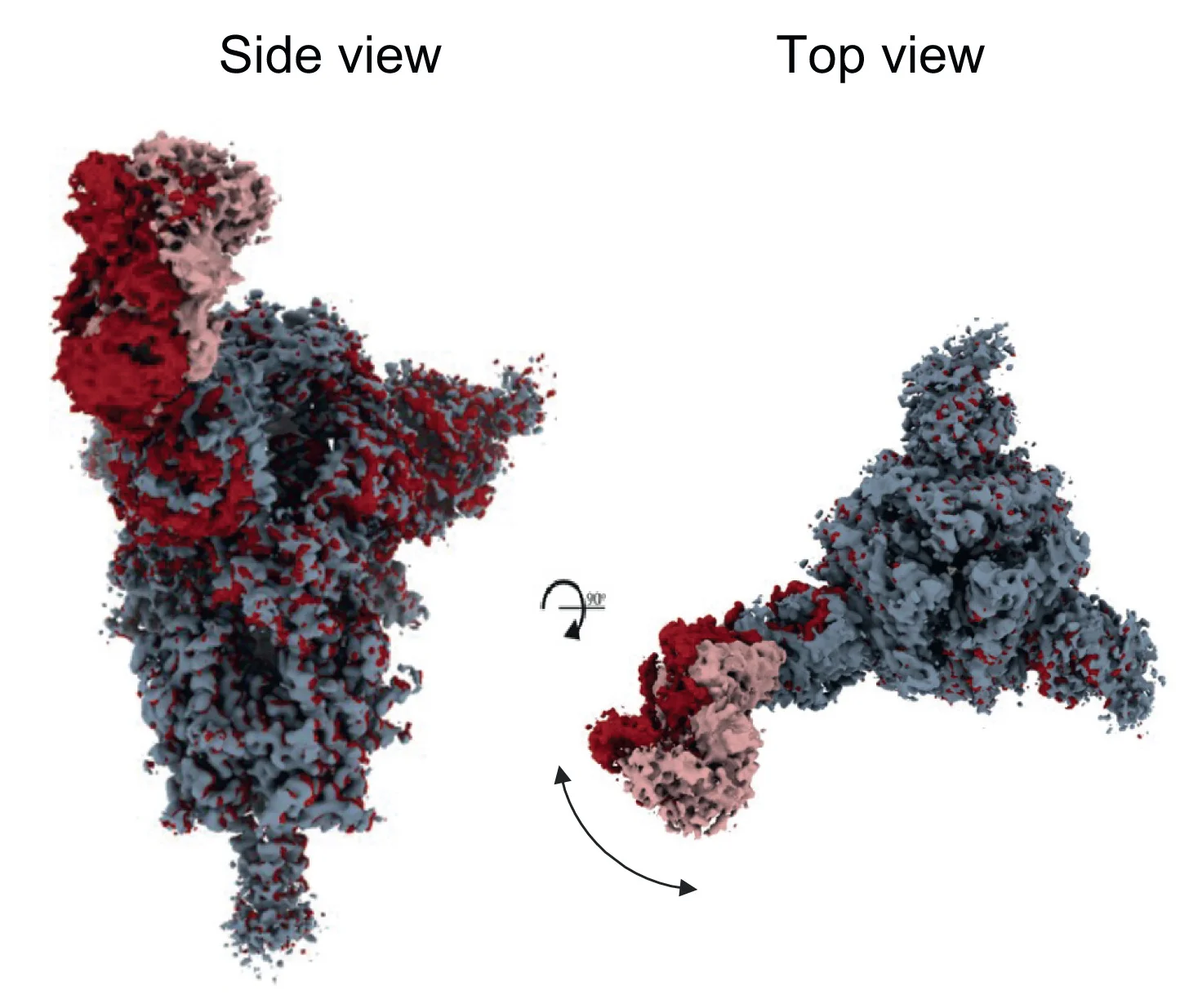 Open access visualization of Protein Structure, Cryo-EM, TXG-0078-Spike Complex, Fab-NTD Region, Reconstructions