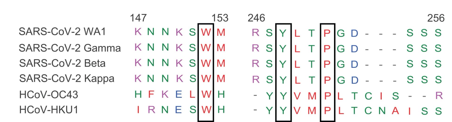Open access visualization of Illustration, Table Image, Sequence Alignment, Spikes, TXG-0078-Reactive beta-CoVs