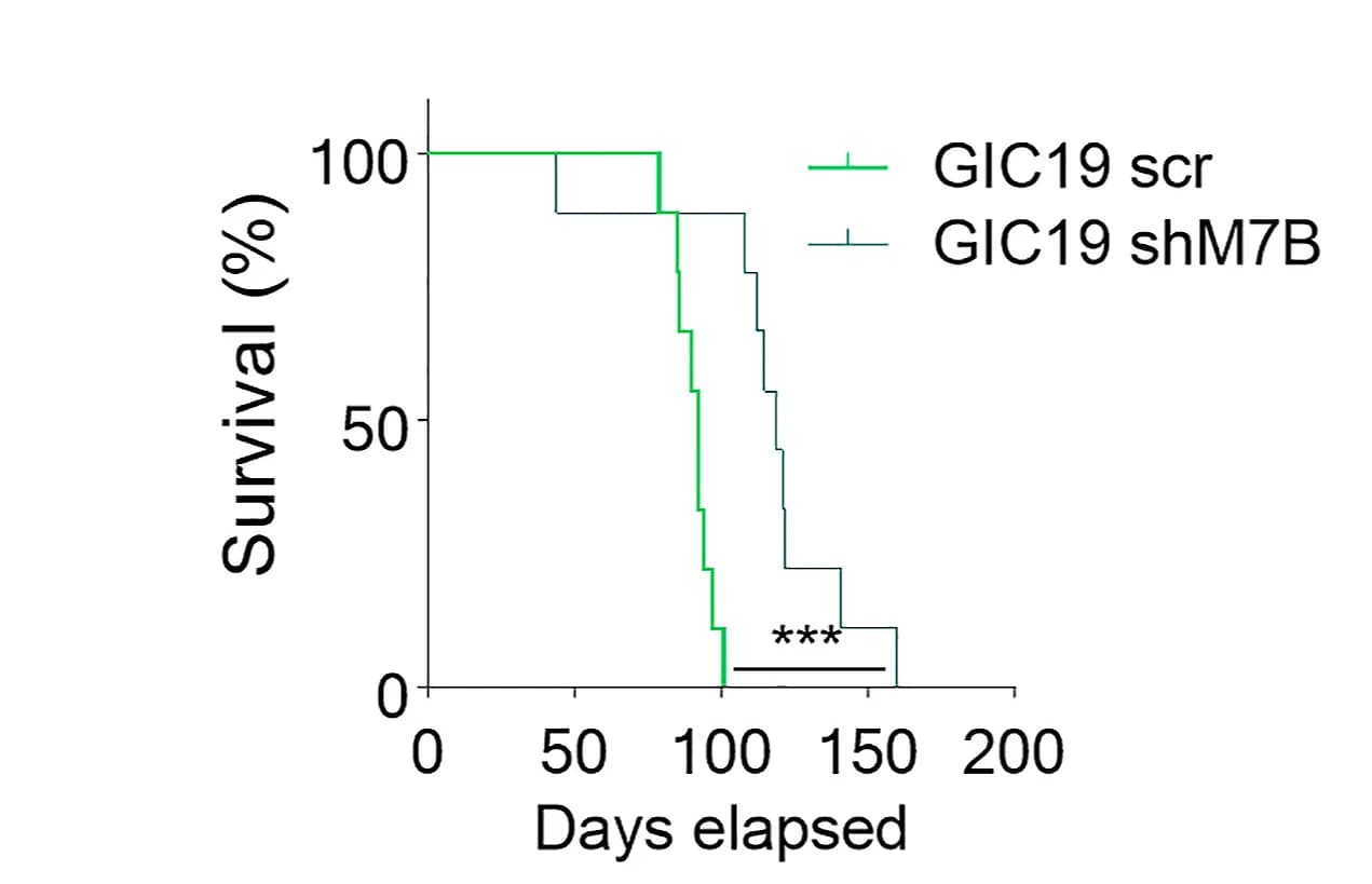 Open access visualization of Survival Curve, Line Step, Kaplan-Meier Survival Curve, Mice, Xenograft