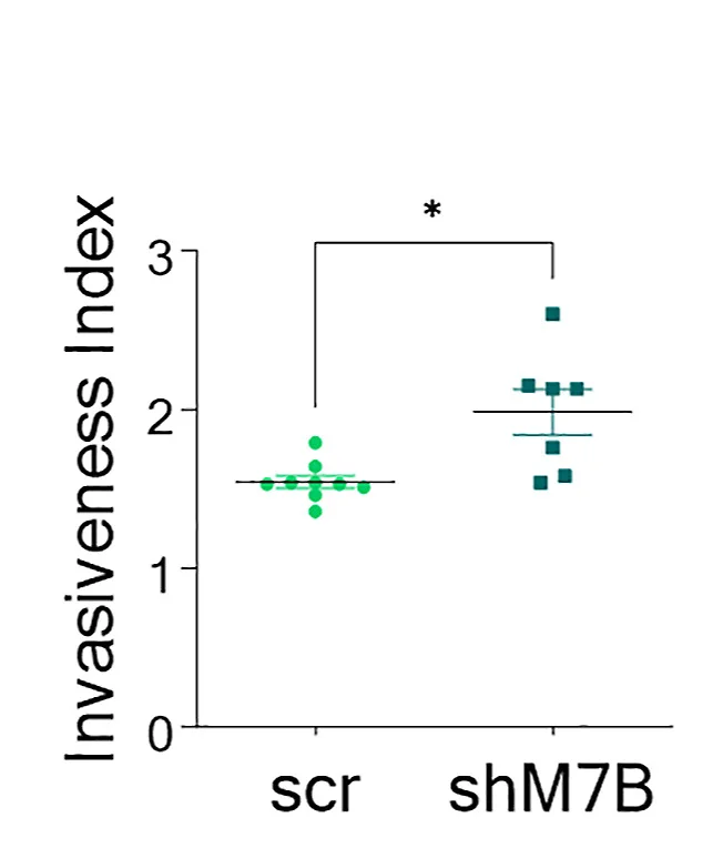 Open access visualization of Scatter Plot, Invasiveness Index, Xenografts, Welch's T-Test, GIC19scr