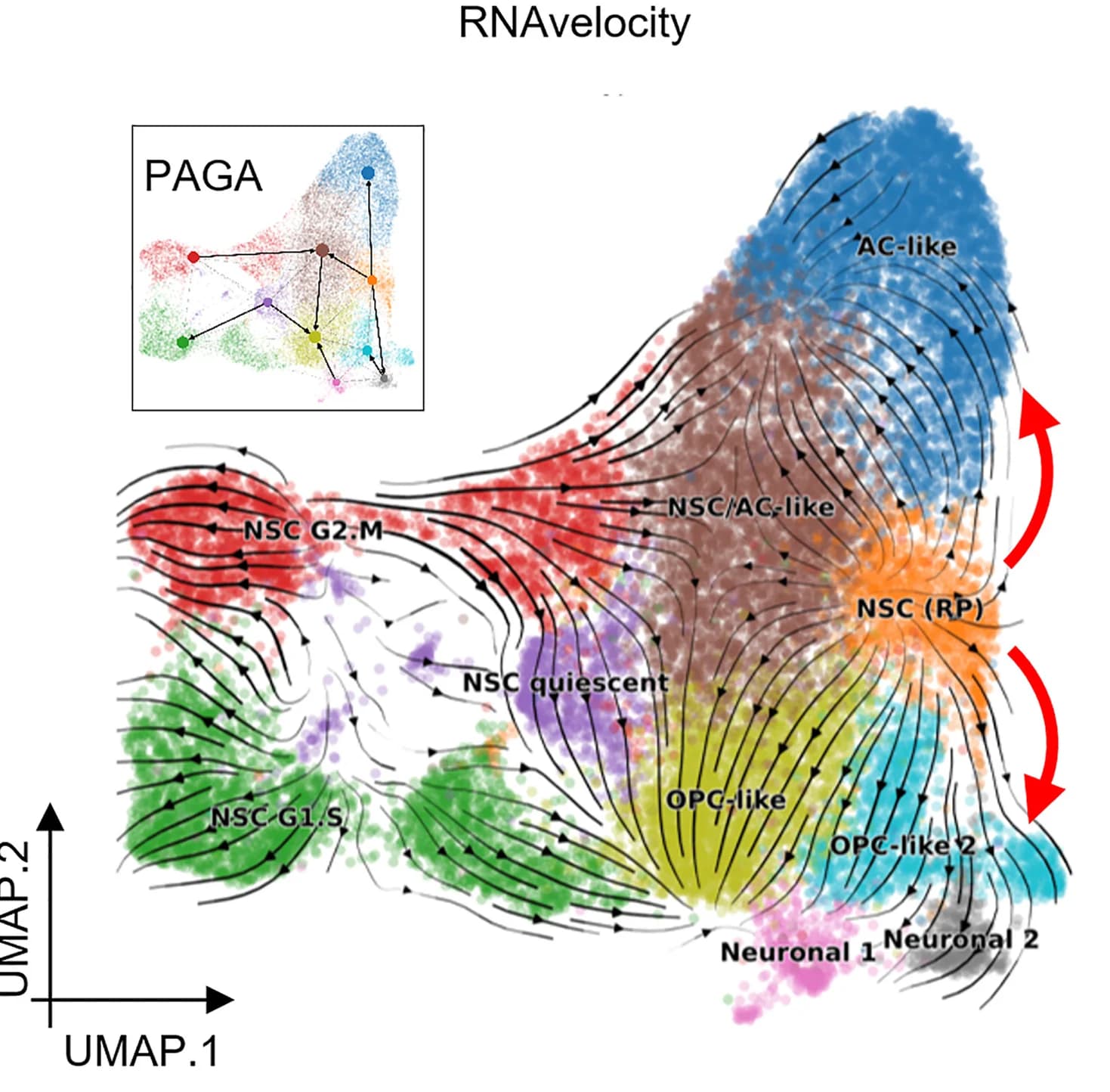 Open access visualization of UMAP, Scatter Plot, Network, RNA Velocity, NSCs