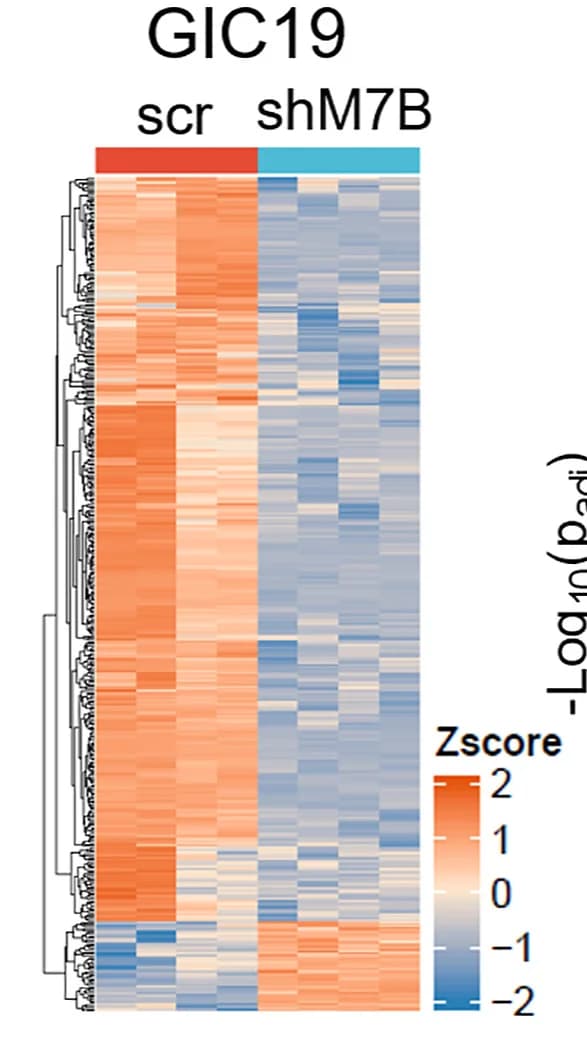 Open access visualization of Heatmap, Clustered, Gene Expression, DEGs, GIC19shM7B