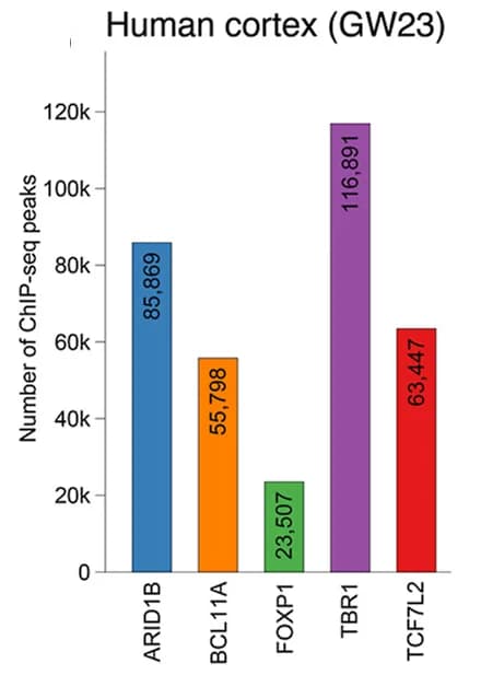 Open access visualization of Bar Plot, ChIP-seq, Peaks, Human Cortex, GW23