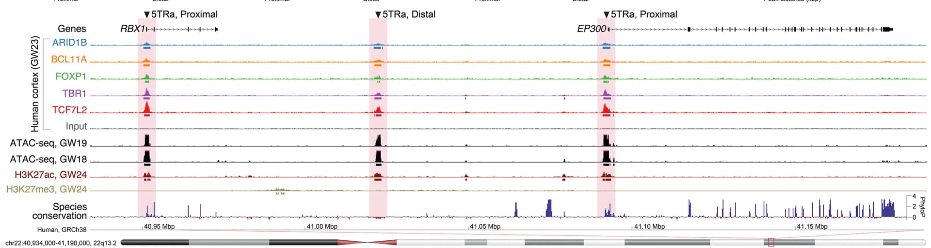 Open access visualization of Line Plot, Density Plot, TR Peaks, Human Prefrontal Cortex, ATAC-seq