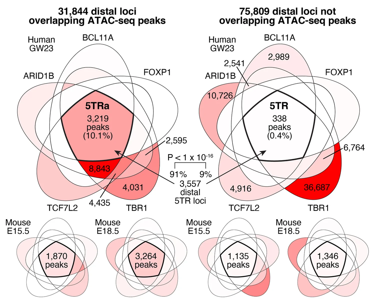 Open access visualization of Venn Diagram, ChIP-seq Peaks, ASD-Associated Transcription Factors, Developing Human Cortex, ATAC-seq Peaks