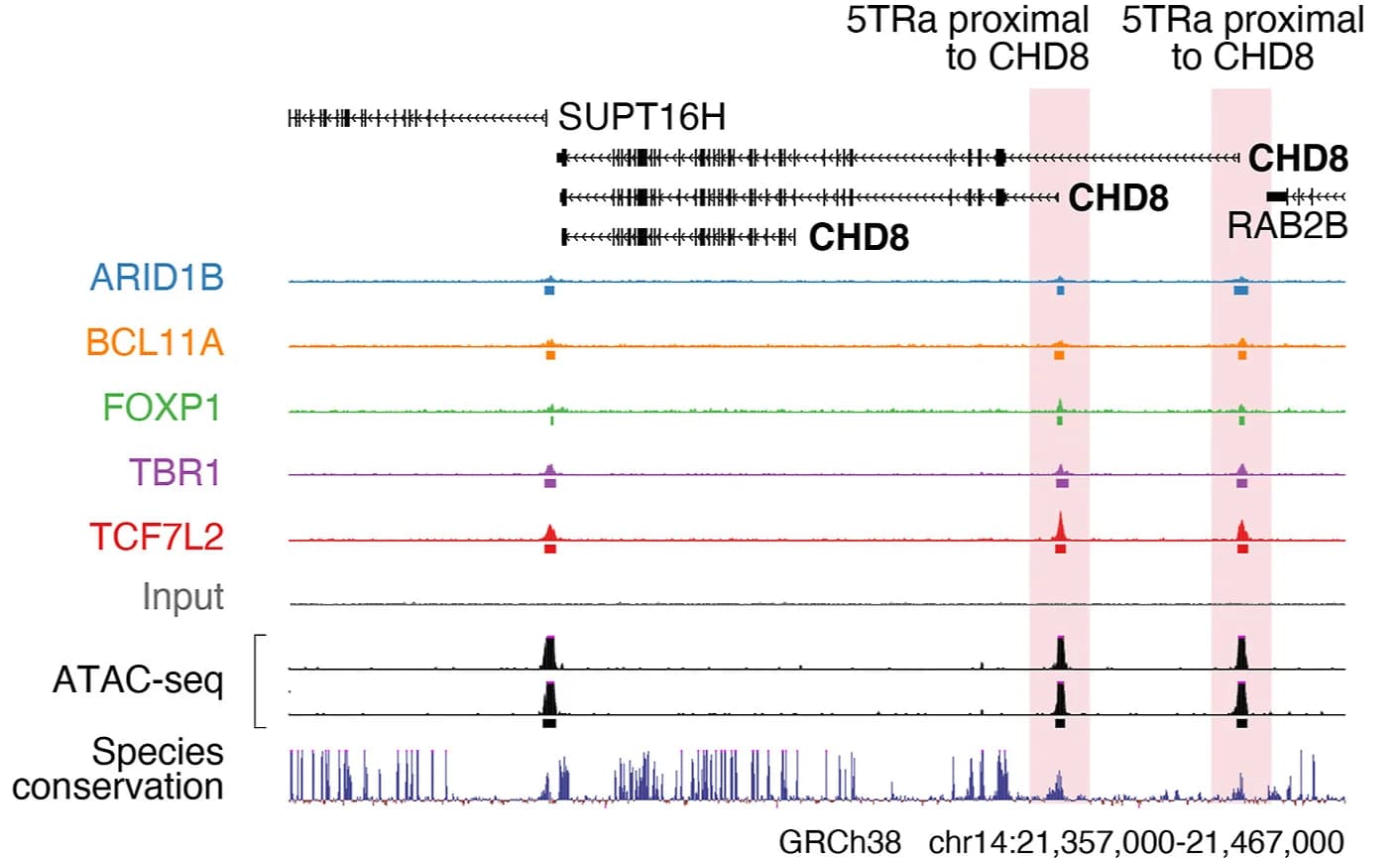Open access visualization of Line Plot, Density Plot, TR Peaks, ASD Associated Genes, CHD8
