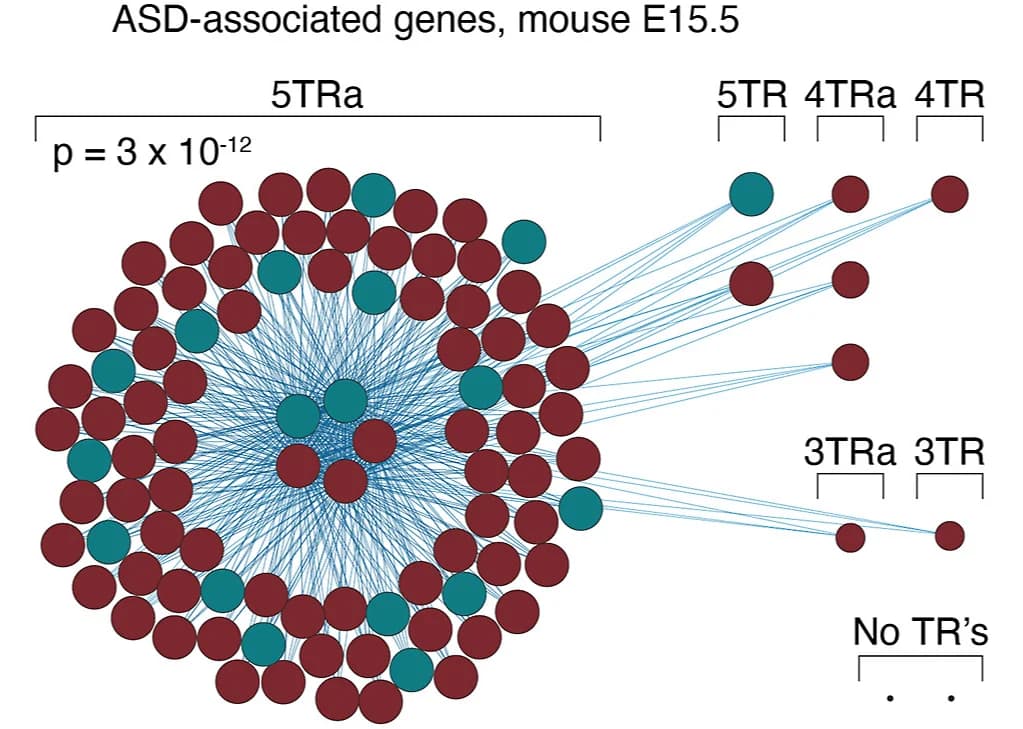 Open access visualization of Network, Pathway, Mouse Data, E15.5, Gene Expression