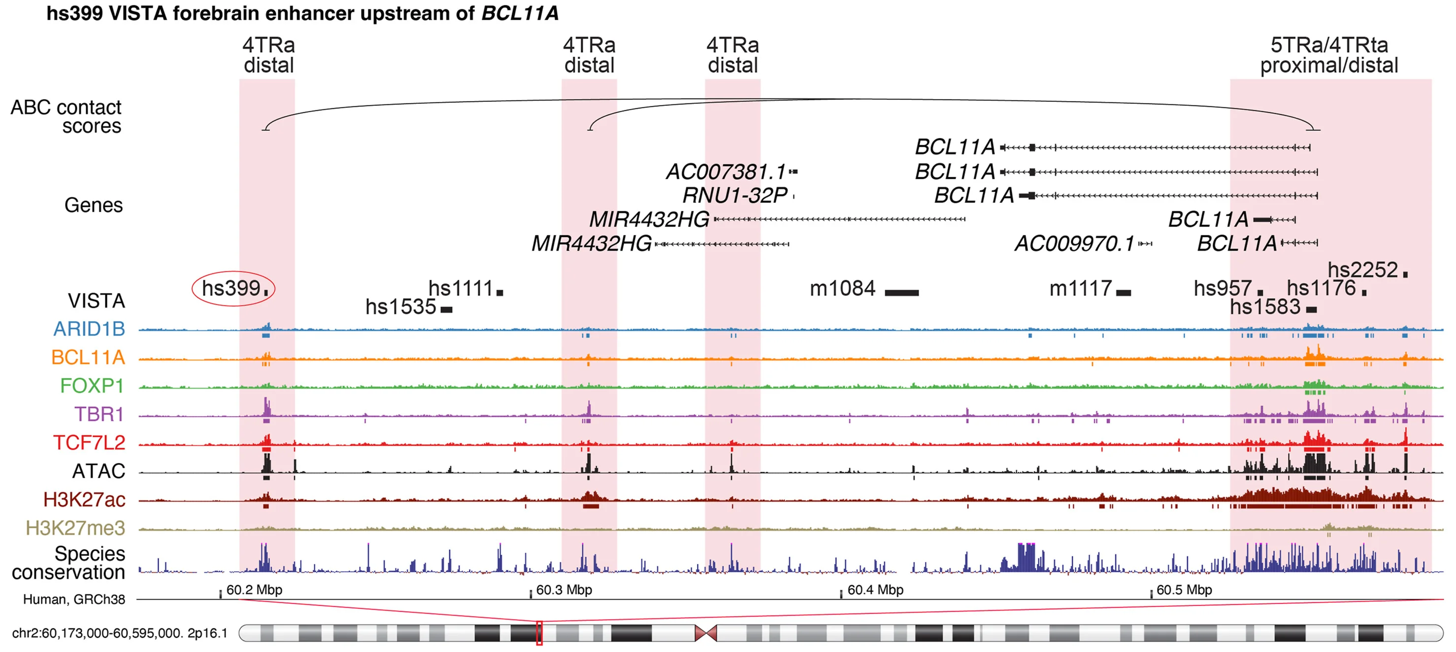 Open access visualization of Line Plot, TR, ASD-associated Genes, ARID1B, BCL11A