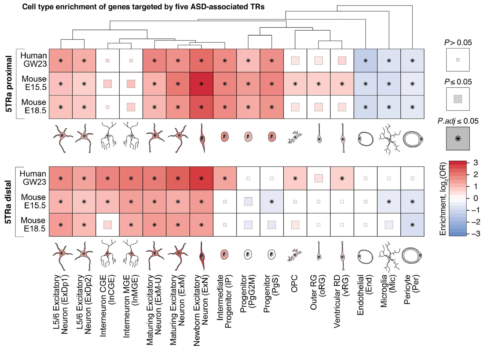 Open access visualization of Heatmap, Clustered, Cell-Type Clusters, Fetal Cortex, ASD-Associated TRs