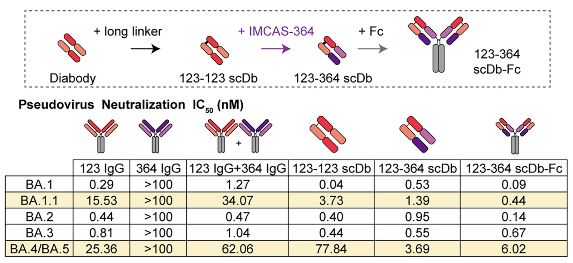 Open access visualization of Workflow, Table Image, Diabody, scDb, IgG-like scDb-Fc