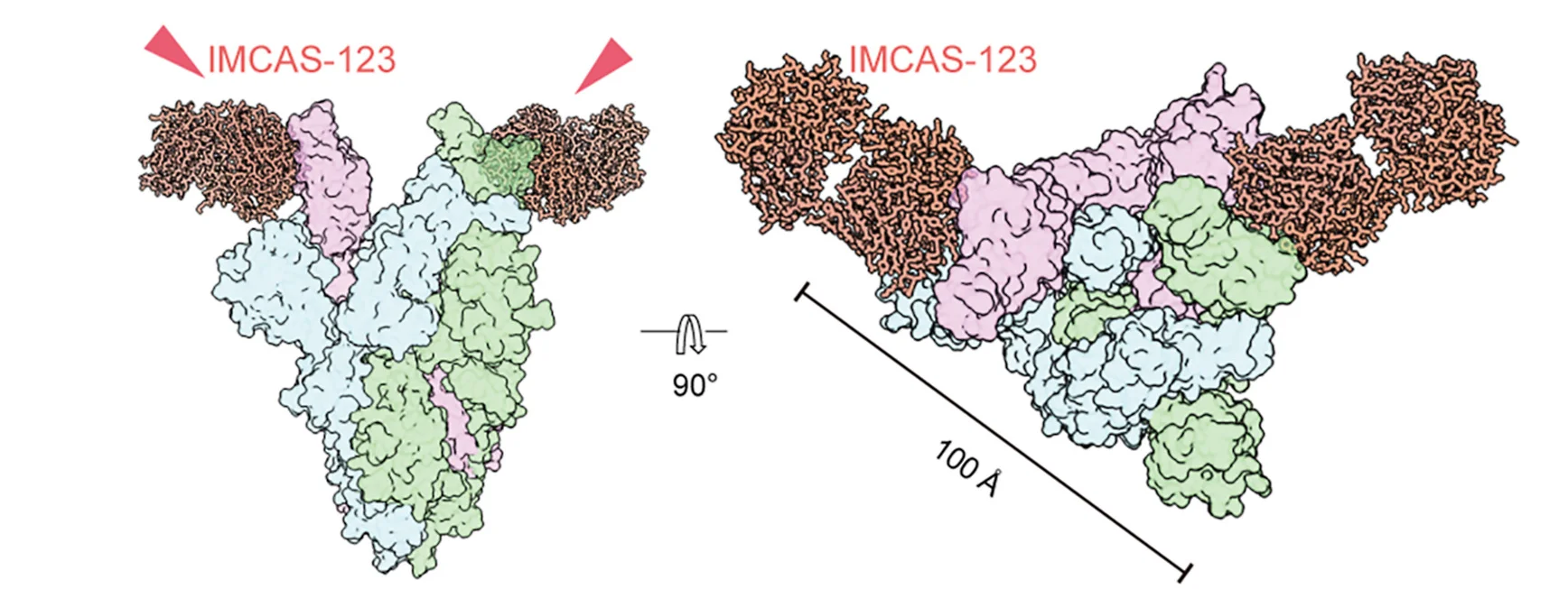 Open access visualization of Protein Structure, Cryo-EM, IMCAS-123 Fab, PT-spike Protein, PDB