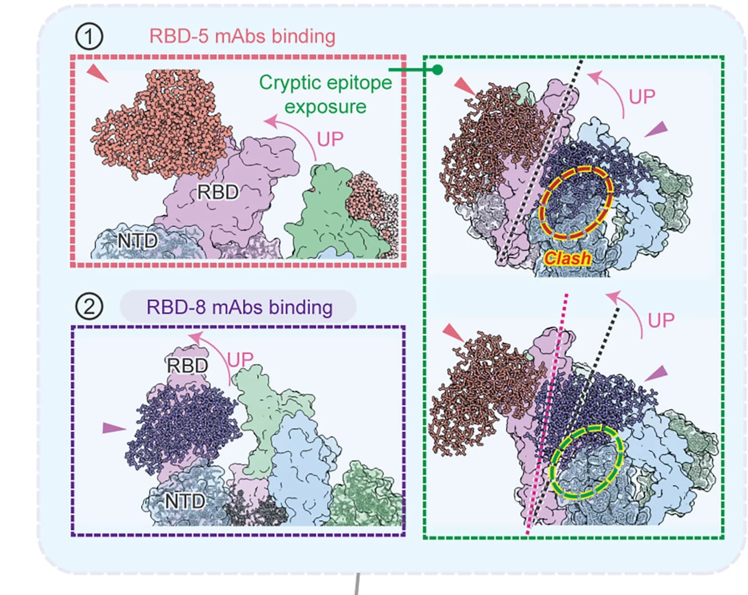 Open access visualization of Workflow, Illustration, Molecular Model, RBD-8 Epitope, RBD-5 Antibody