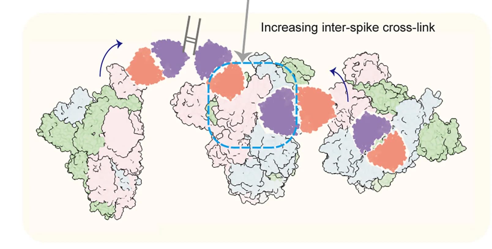 Open access visualization of Protein Structure, Illustration, Schematic Representation, Spike Protein, Cross-linking