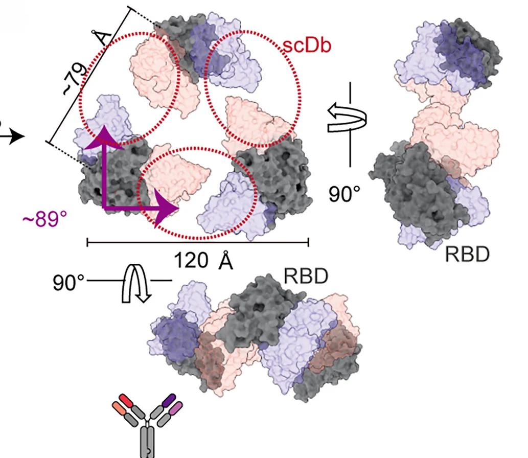 Open access visualization of Protein Structure, Molecular Patterns, Cryo-Electron Microscopy, Hexameric Structure, PT-RBD
