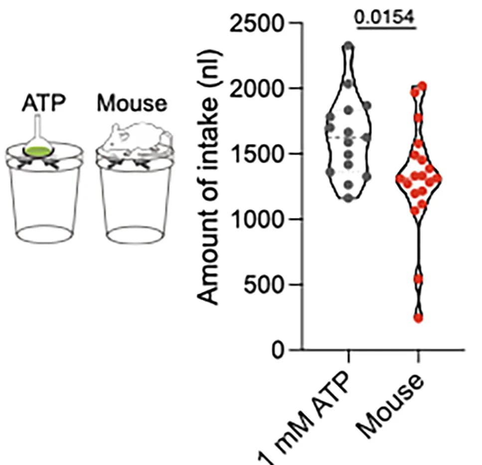 Open access visualization of Violin Plot, ATP Solution, Ae. aegypti, Female Mosquitoes, Membrane Feeding