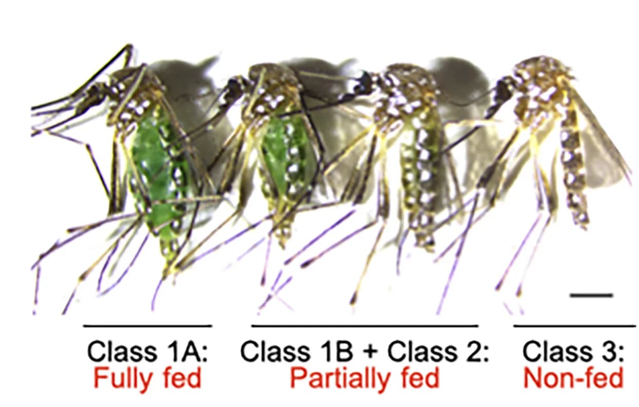 Open access visualization of Photo, ATP-fed, Ae. aegypti, Dye Color, Abdominal Swelling