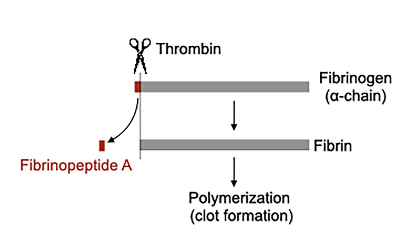 Open access visualization of Workflow, Flowchart, Schematic Diagram, FPA Cleavage, Fibrinogen Alpha Chain