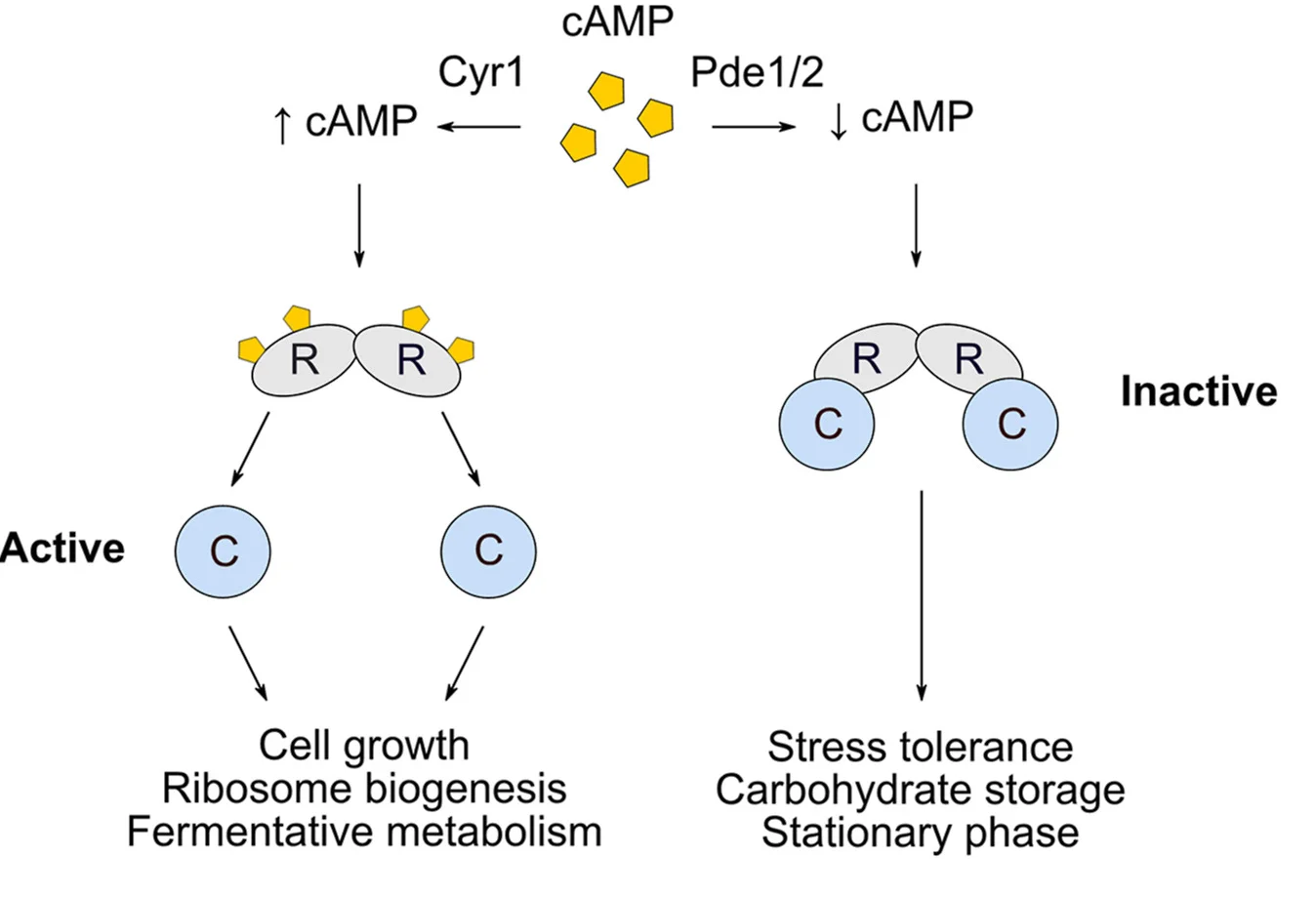 Open access visualization of Workflow, Flowchart, Illustration, PKA Activation, Stress Tolerance