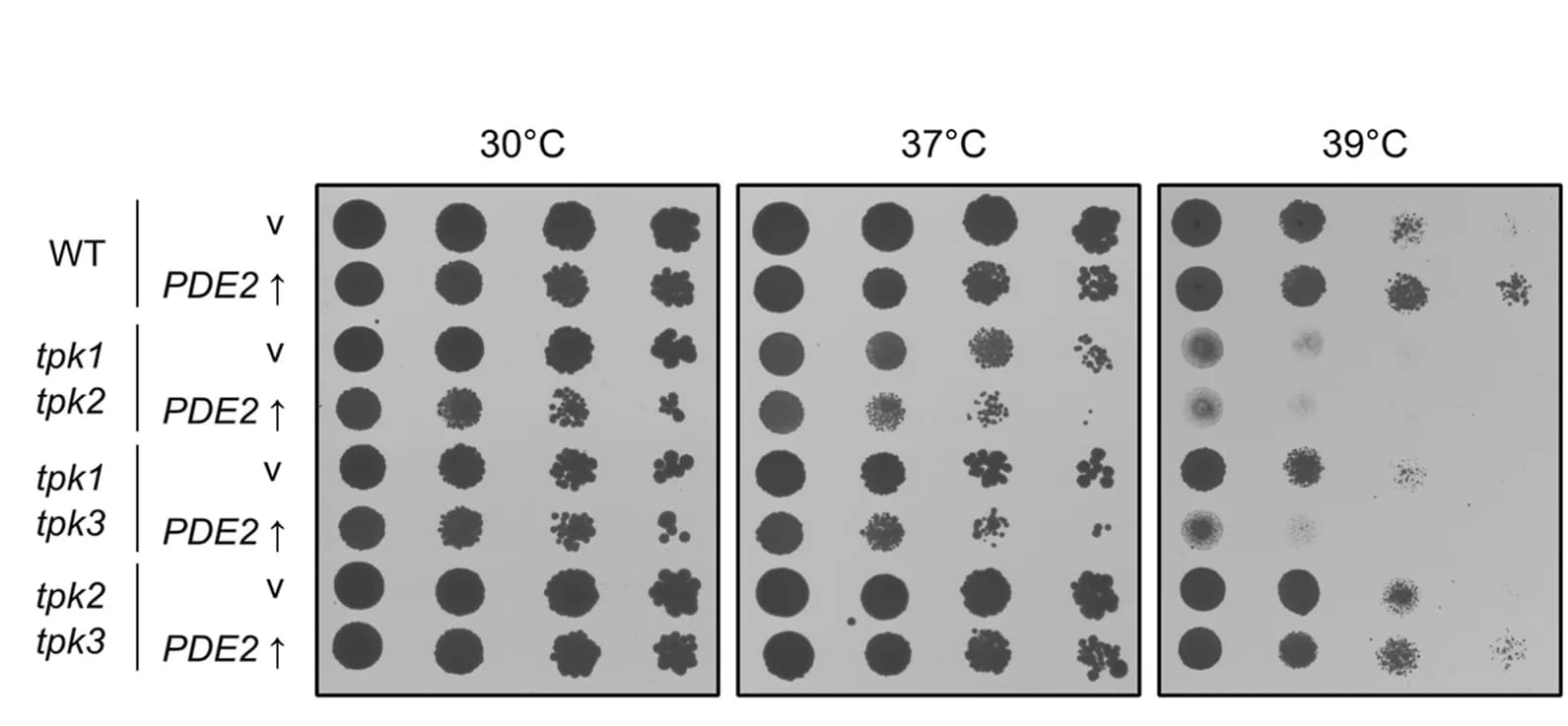 Open access visualization of Gel, cAMP-dependent PKA Activation, Tpk Isoform Specificity, Heat Stress, SCD-Leu Medium