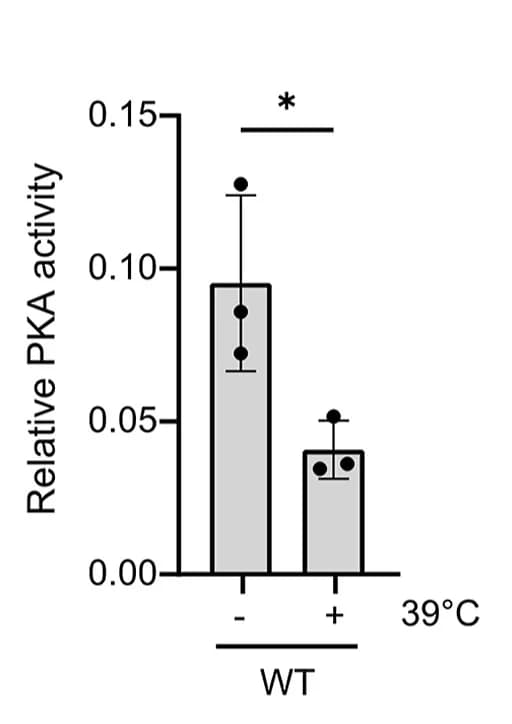 Open access visualization of Bar Plot, Error Bars, PKA Activity Assay, WT Cells, Heat Shock