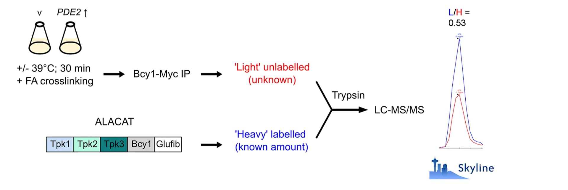 Open access visualization of Workflow, Line Plot, ALACAT MS, Bcy1, Tpk1-3
