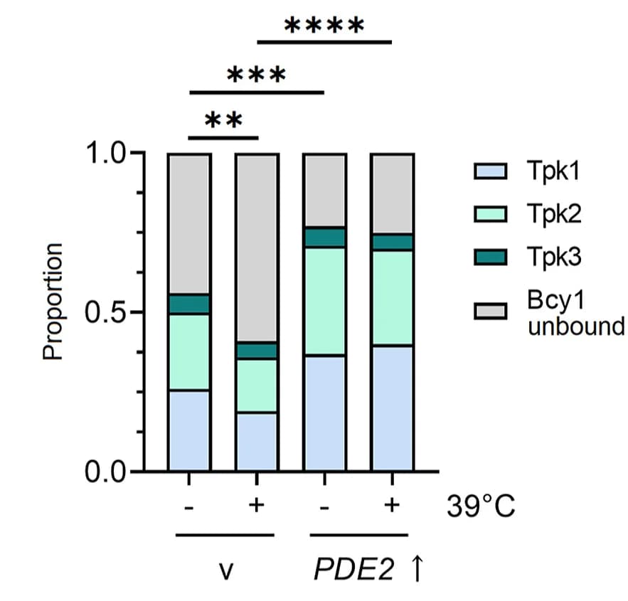 Open access visualization of Stacked Bar Plot, Tpk1-3, Bcy1, Unbound Bcy1, Stress Conditions