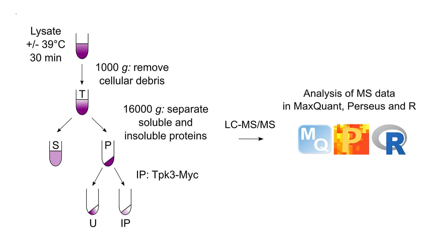 Open access visualization of Workflow, Flowchart, Purification, Tpk3 Granules