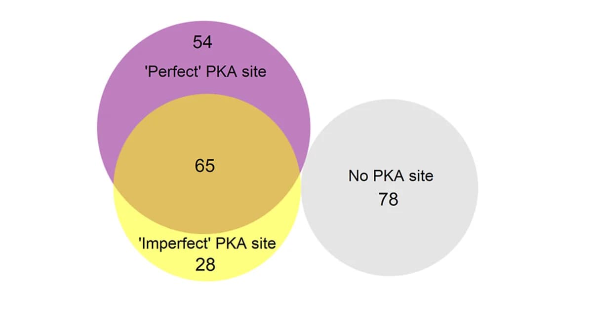 Open access visualization of Venn Diagram, Tpk3 Granules, PKA Phosphorylation Motif, Proteins