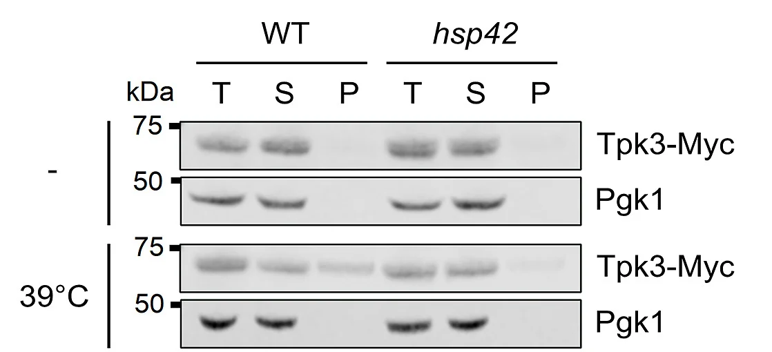 Open access visualization of Gel, Tpk3, Fractionation, Myc Antibody, Pgk1