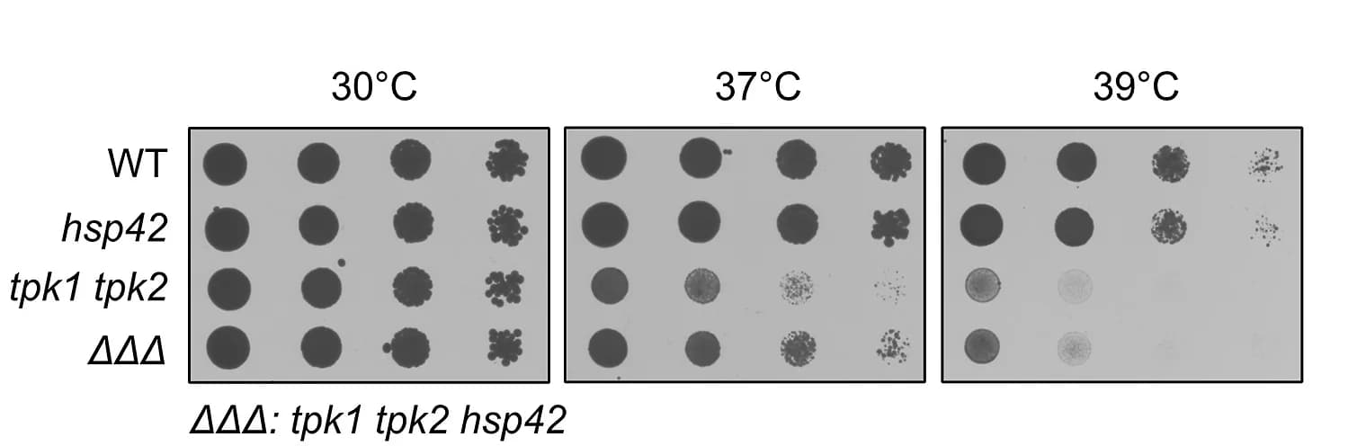 Open access visualization of Gel, Heat Stress, Strains, Serial Dilution, Hsp42