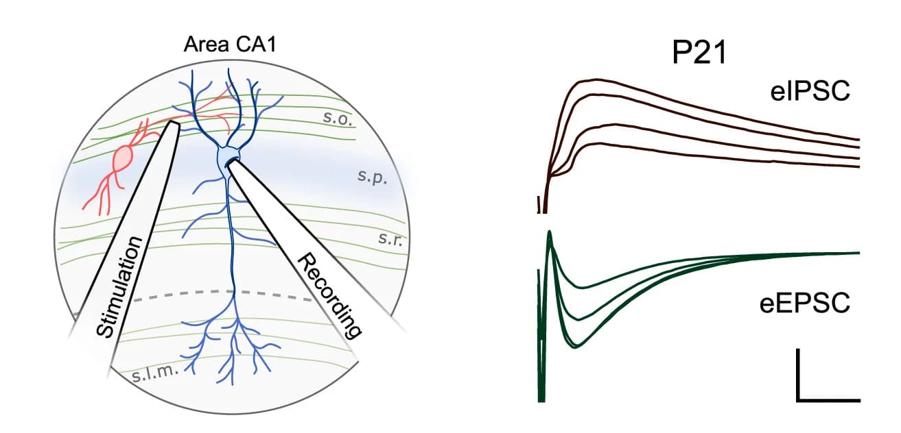 Open access visualization of Line Plot, Illustration, Electrophysiology, Recording, Stimulation