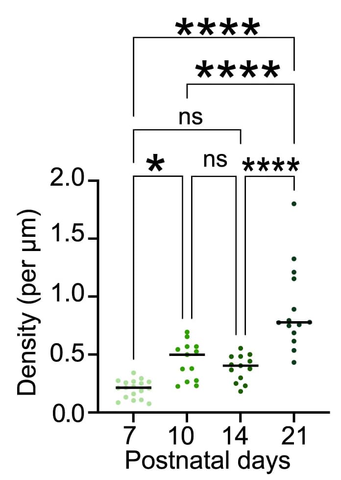 Open access visualization of Scatter Plot, Excitatory Synapses, Postnatal Days, Synaptic Density