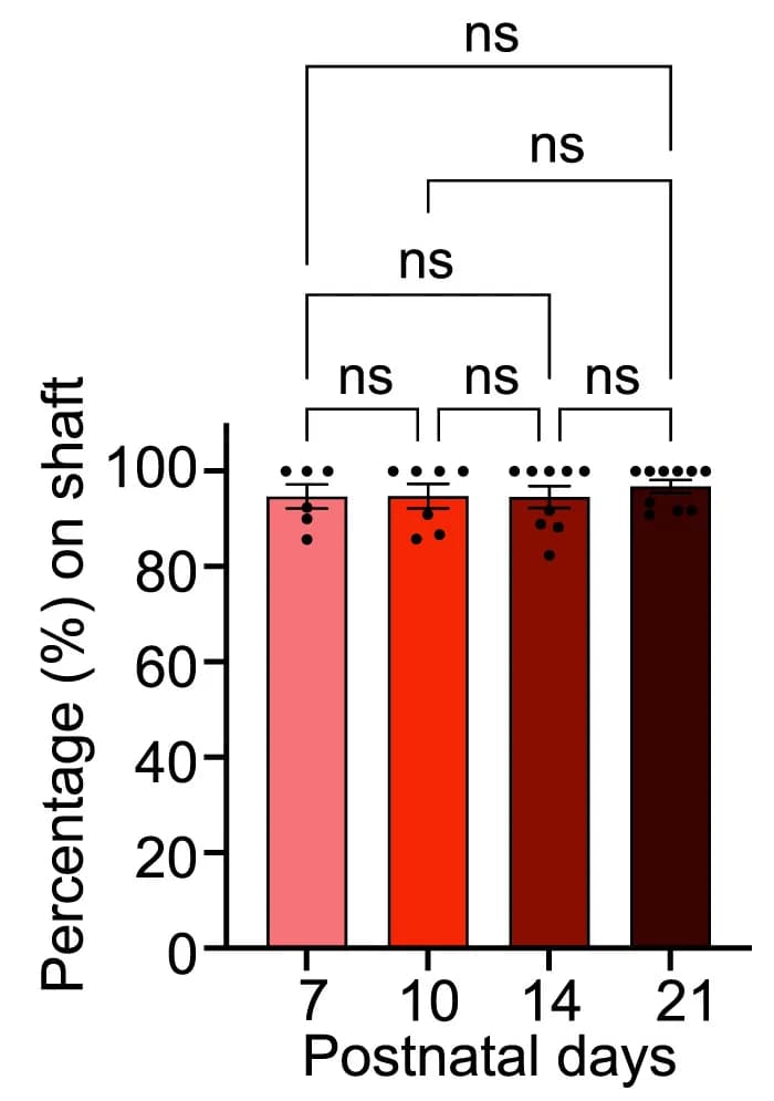 Open access visualization of Bar Plot, Error Bars, Inhibitory Synapses, Dendritic Shaft, Spine