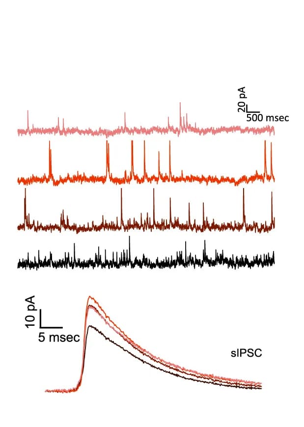 Open access visualization of Line Plot, Spontaneous IPSCs, CA1 Pyramidal Neurons, Current Traces