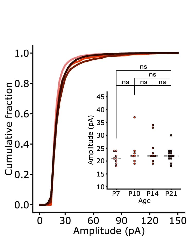 Open access visualization of Line Plot, Scatter Plot, sIPSC Amplitudes, Postnatal Days, Spontaneous IPSCs