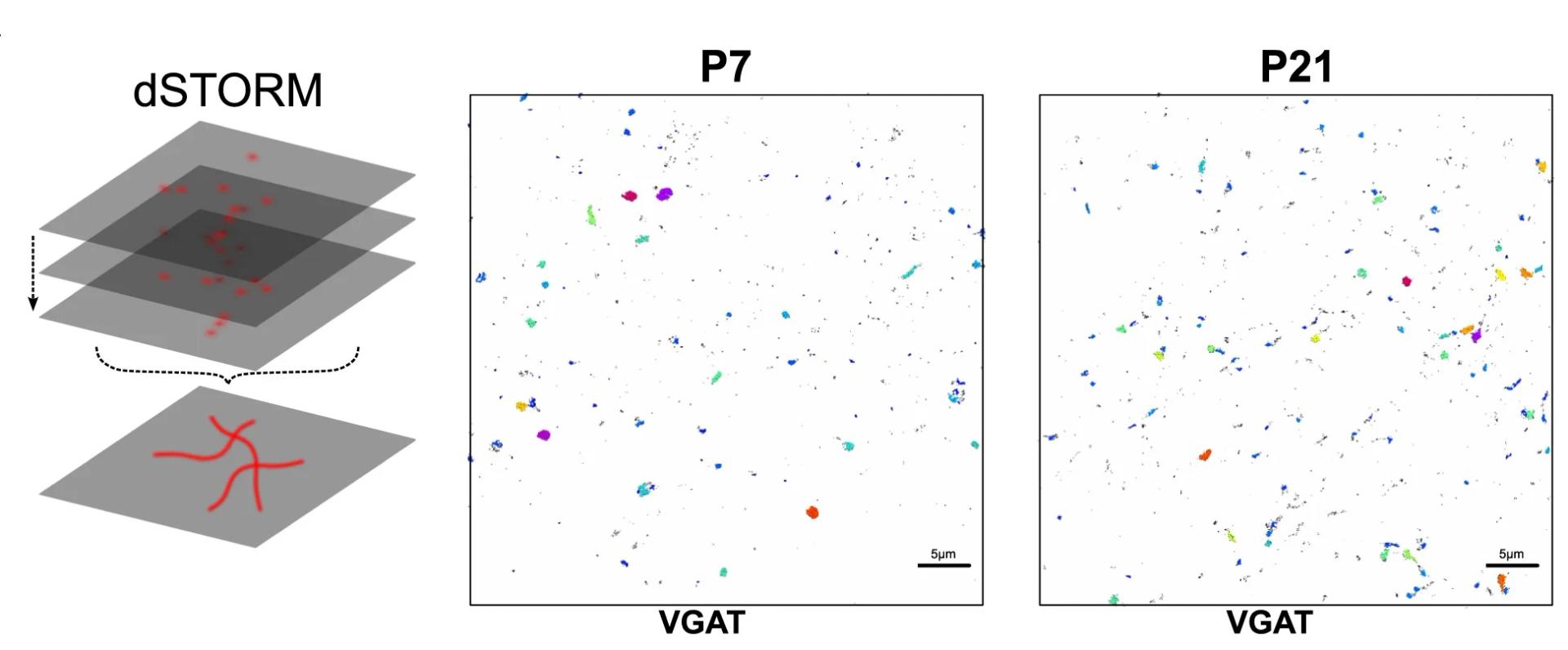 Open access visualization of Microscopy, Illustration, Direct Stochastic Optical Reconstruction Microscopy, vGAT, Brain Slices